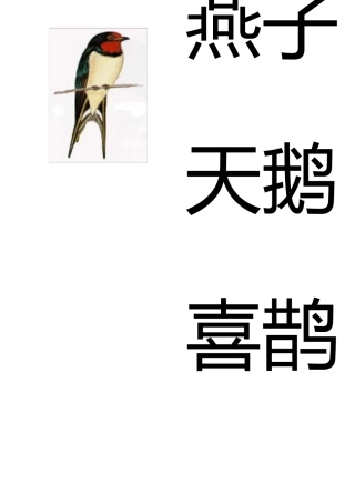 幼儿识字卡片配图：鸟类