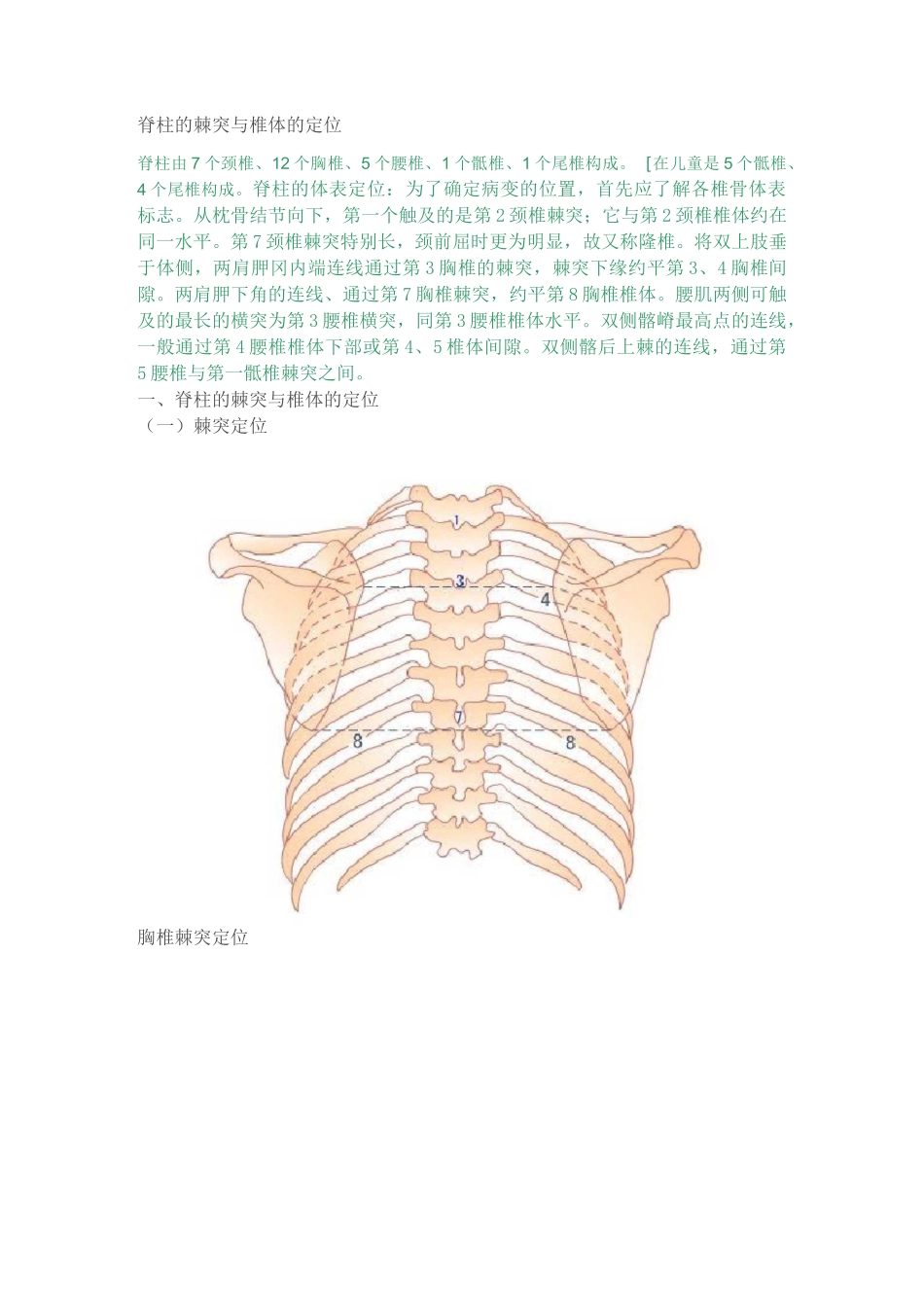 脊柱的棘突与椎体的定位_第1页