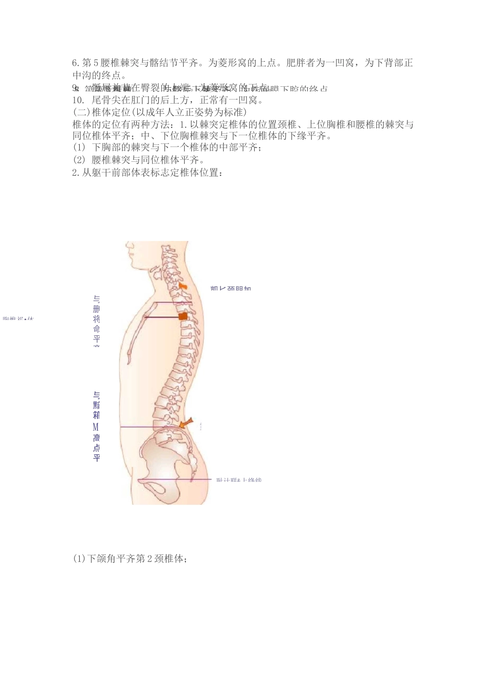 脊柱的棘突与椎体的定位_第3页