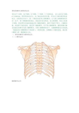脊柱的棘突与椎体的定位
