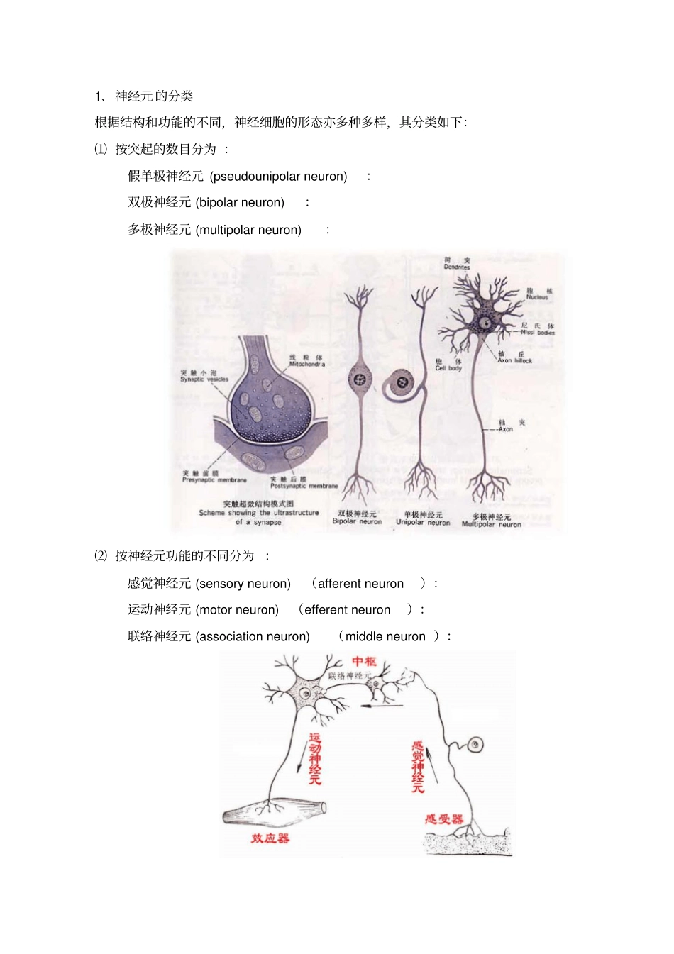 神经系统总论_第3页