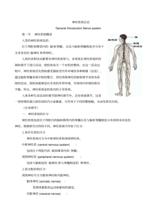 神经系统总论