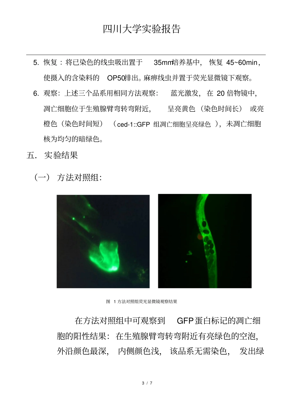 秀丽线虫生殖细胞凋亡检测_第3页