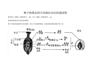 种子各部基因型