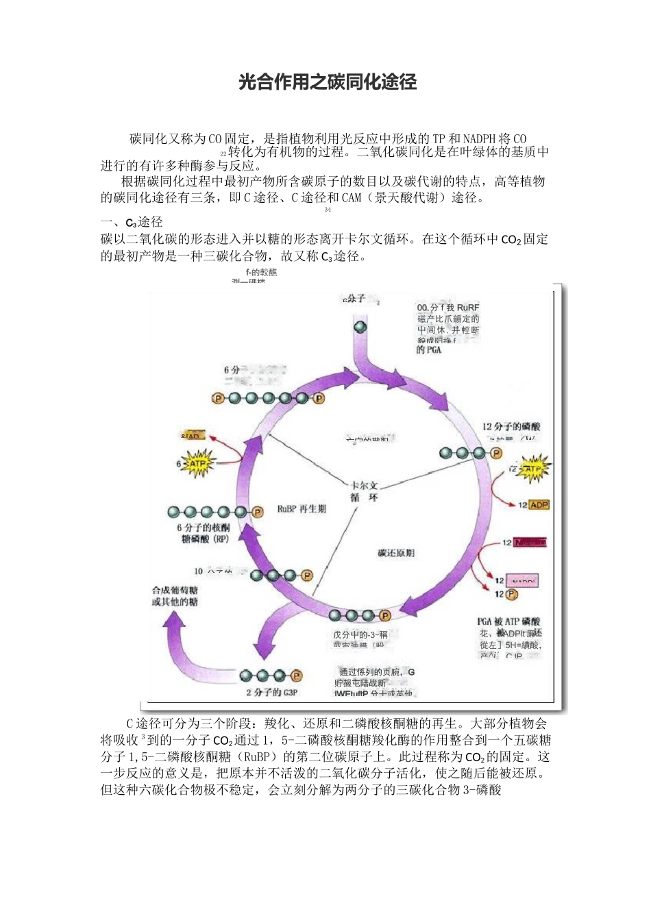 光合作用之碳同化途径_第1页