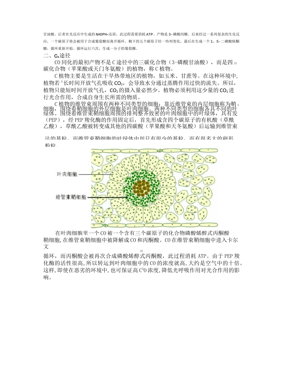 光合作用之碳同化途径_第2页