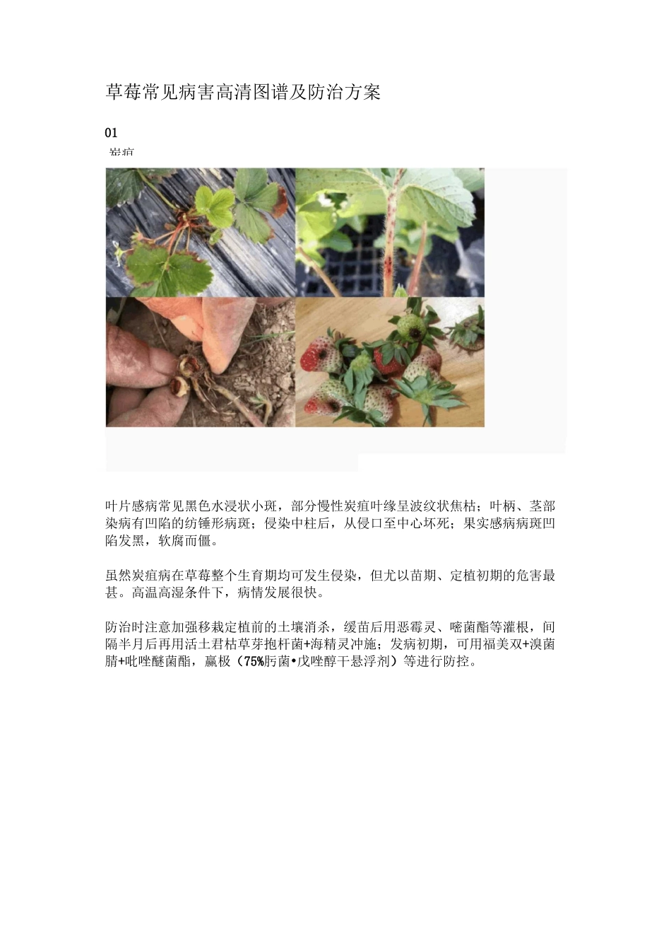 草莓常见病害高清图谱及防治方案_第1页