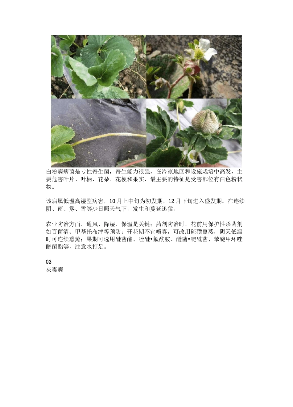 草莓常见病害高清图谱及防治方案_第3页