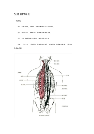 竖脊肌的解剖