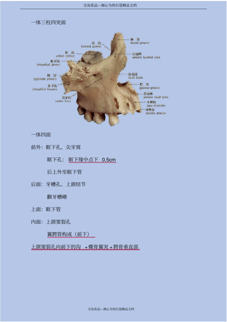 精口腔解剖生理学—口腔颌面颈部解剖_第3页