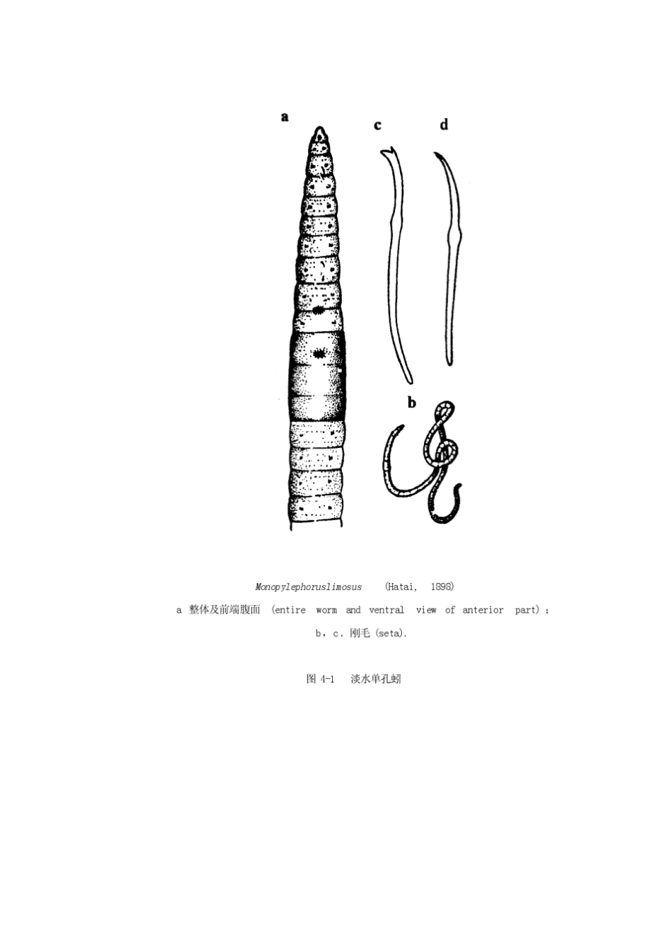 红线虫生物特性及生活习性颤蚓_第2页