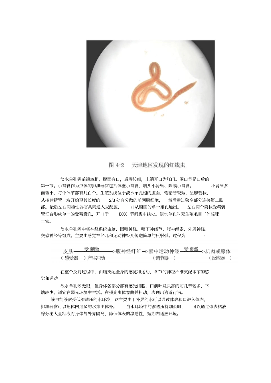 红线虫生物特性及生活习性颤蚓_第3页