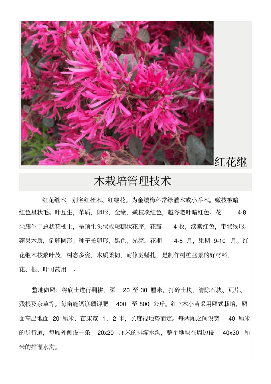 红花继木栽培_第2页