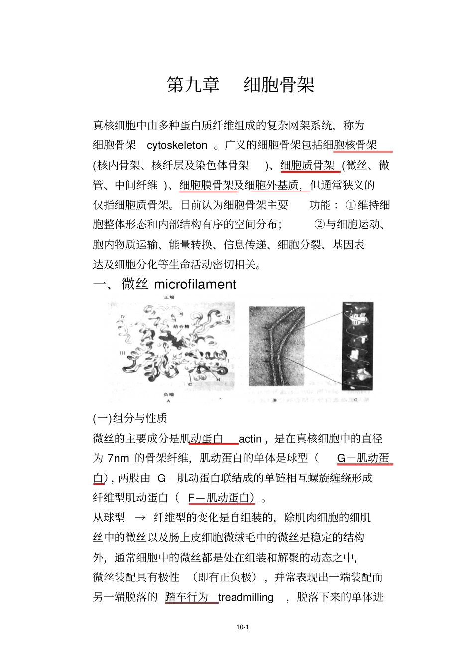 细胞生物学细胞骨架_第1页