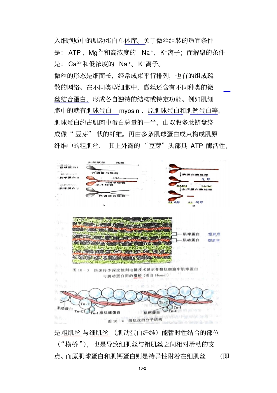 细胞生物学细胞骨架_第2页