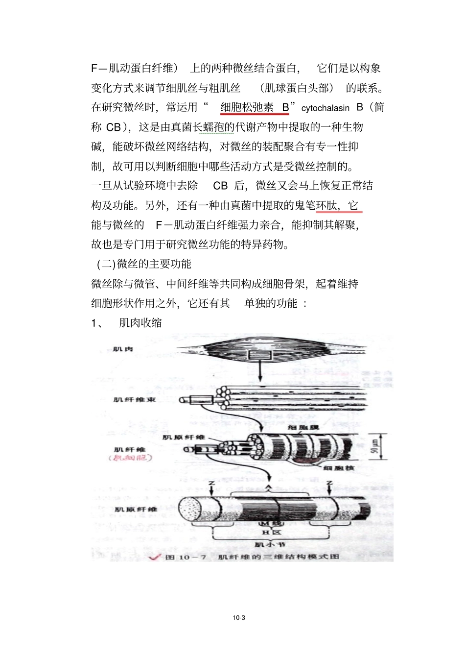 细胞生物学细胞骨架_第3页