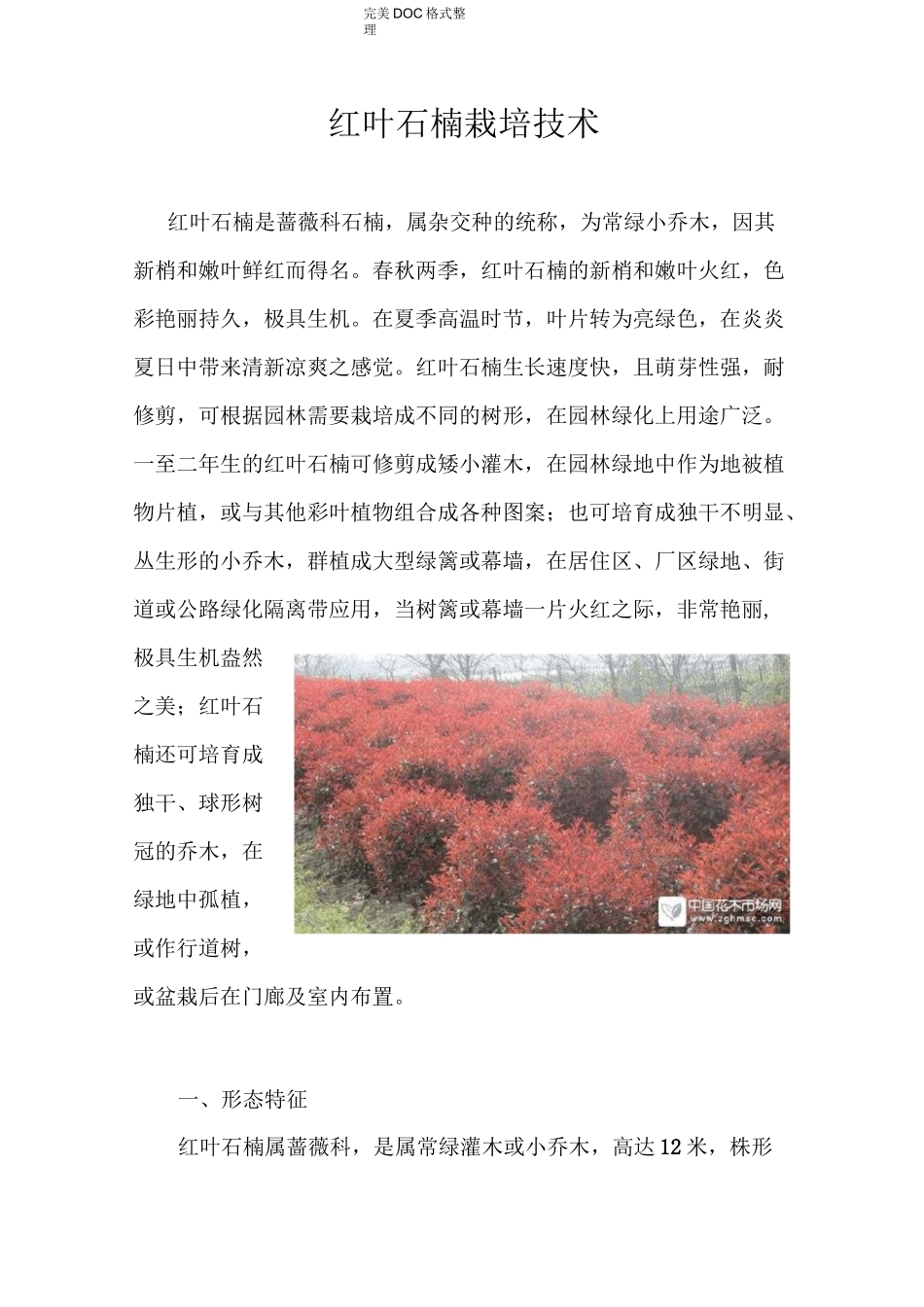 红叶石楠种植技术_第1页