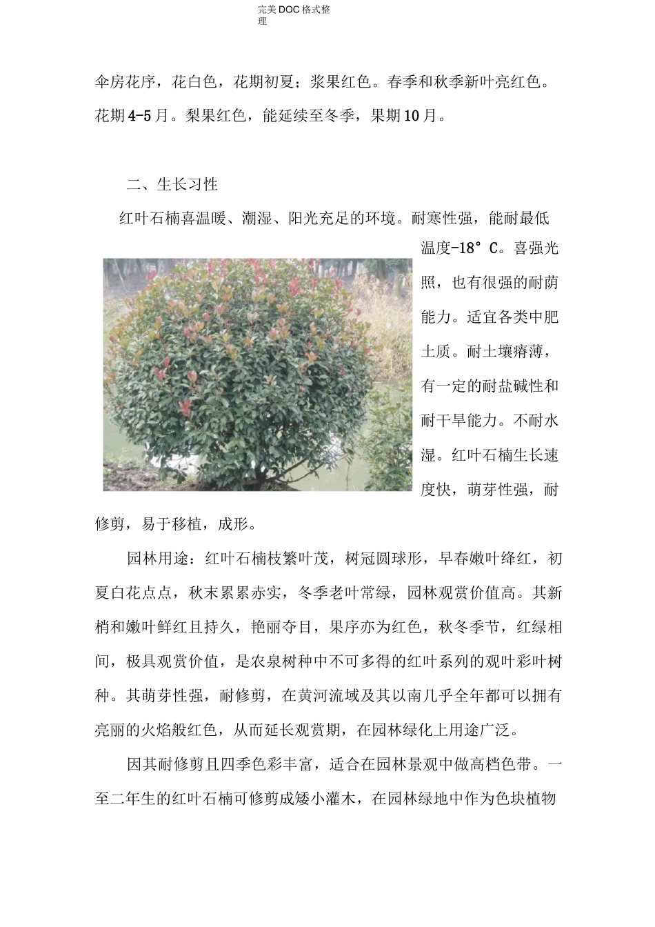 红叶石楠种植技术_第3页