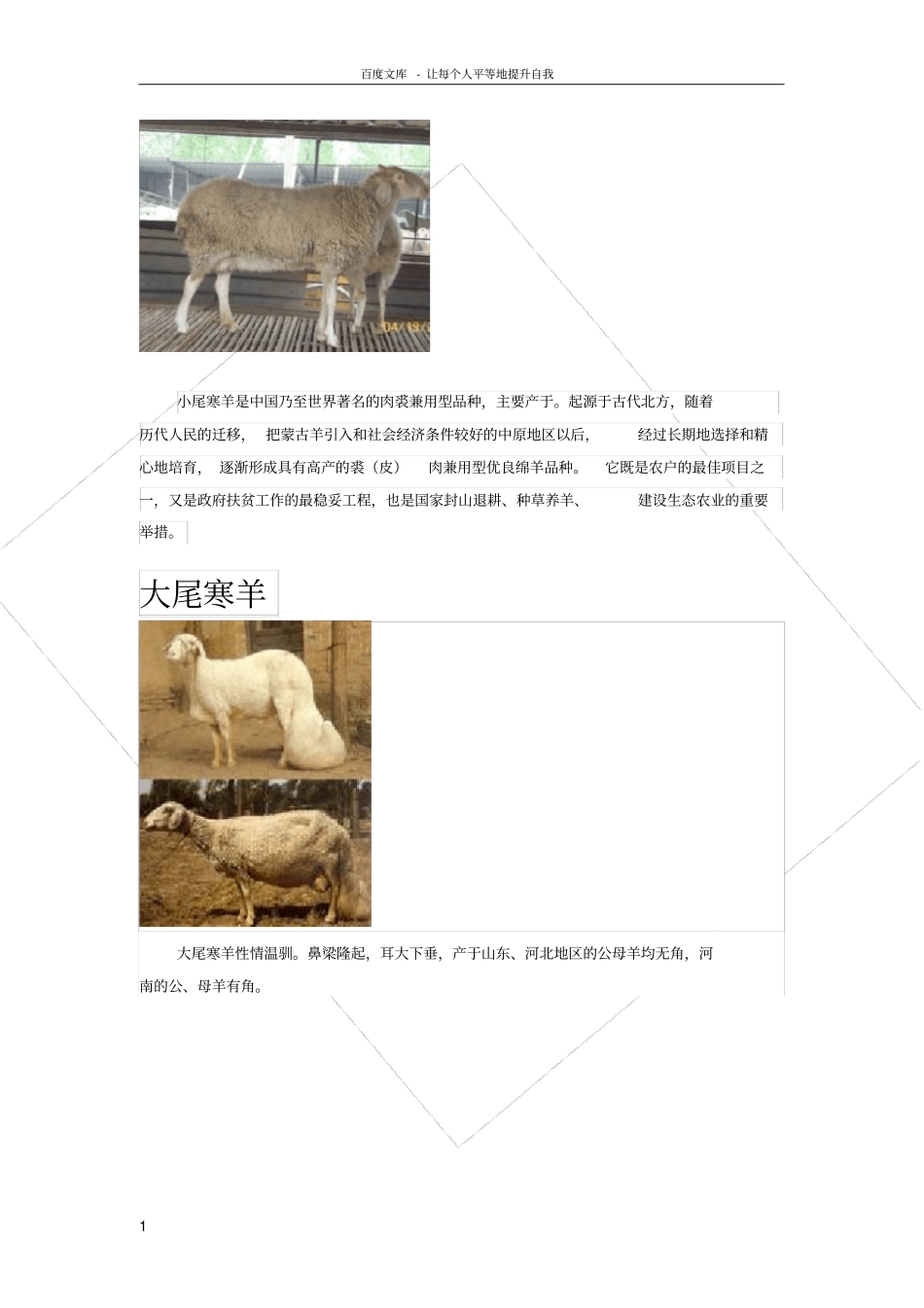 绵羊山羊品种及简介_第1页