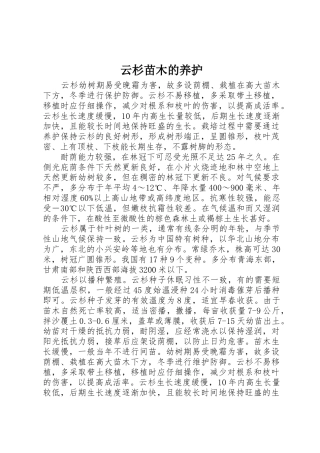 云杉苗木的养护