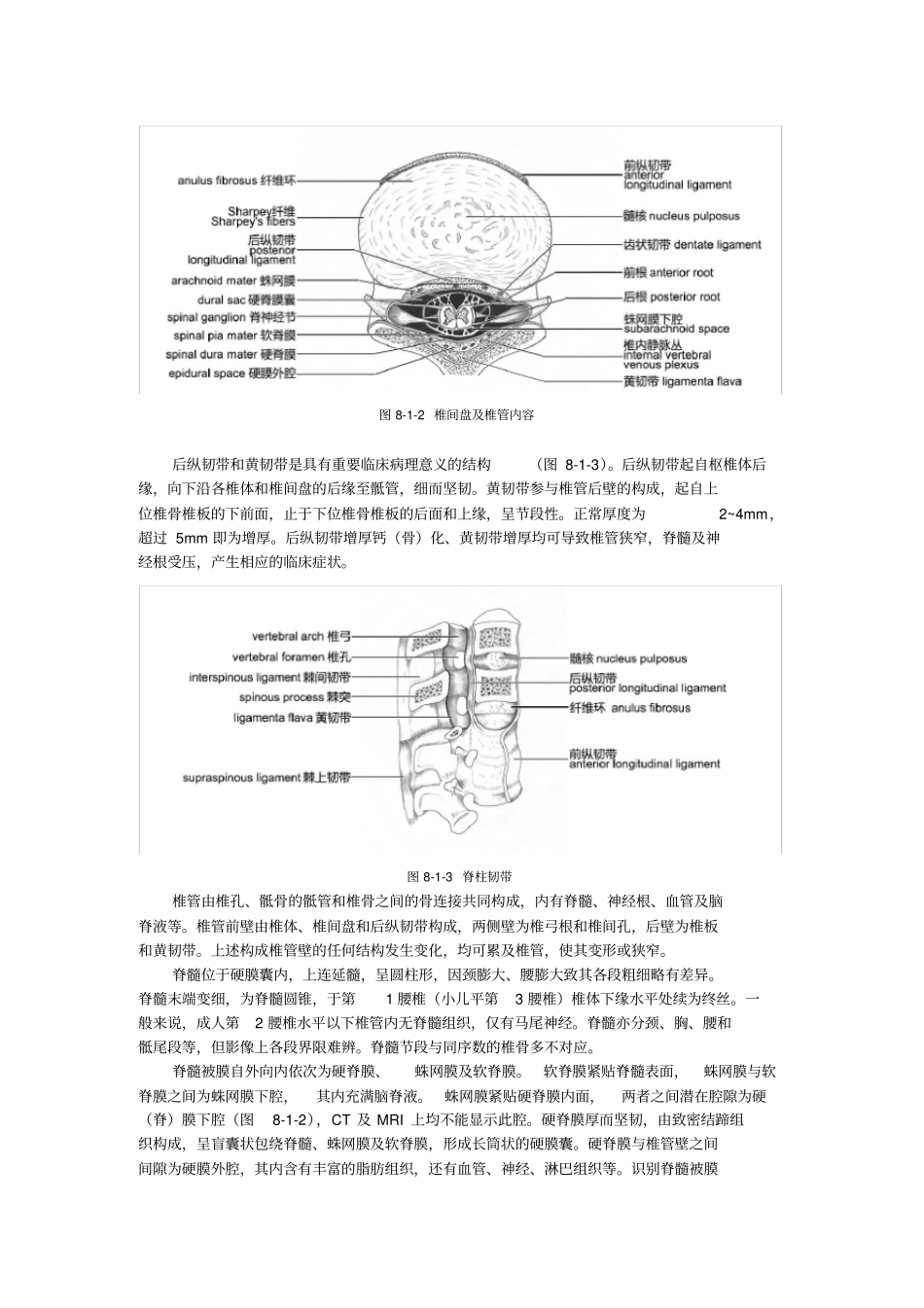 脊柱和脊髓影像解剖_第2页
