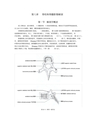脊柱和脊髓影像解剖