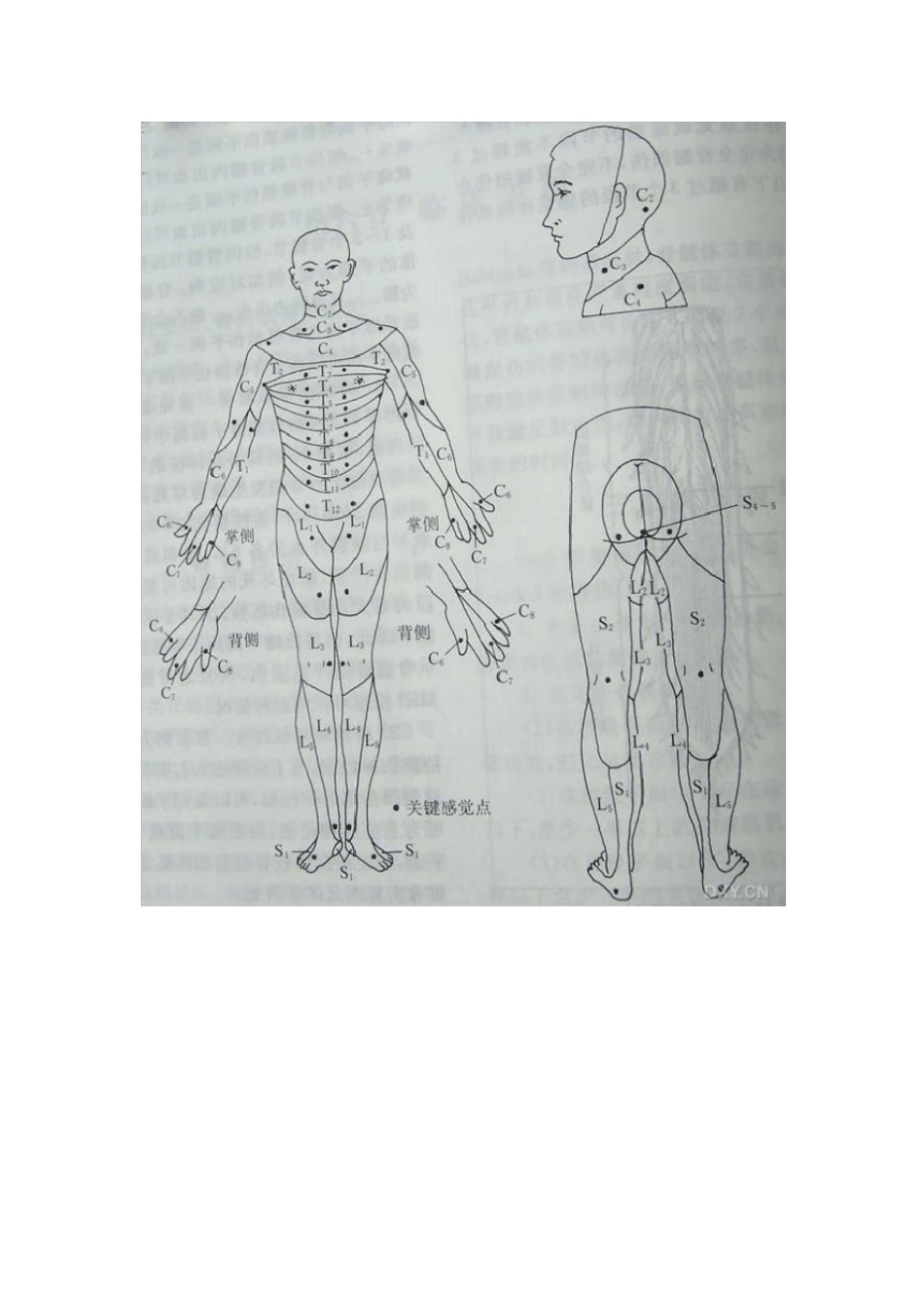 脊髓损伤平面_第2页