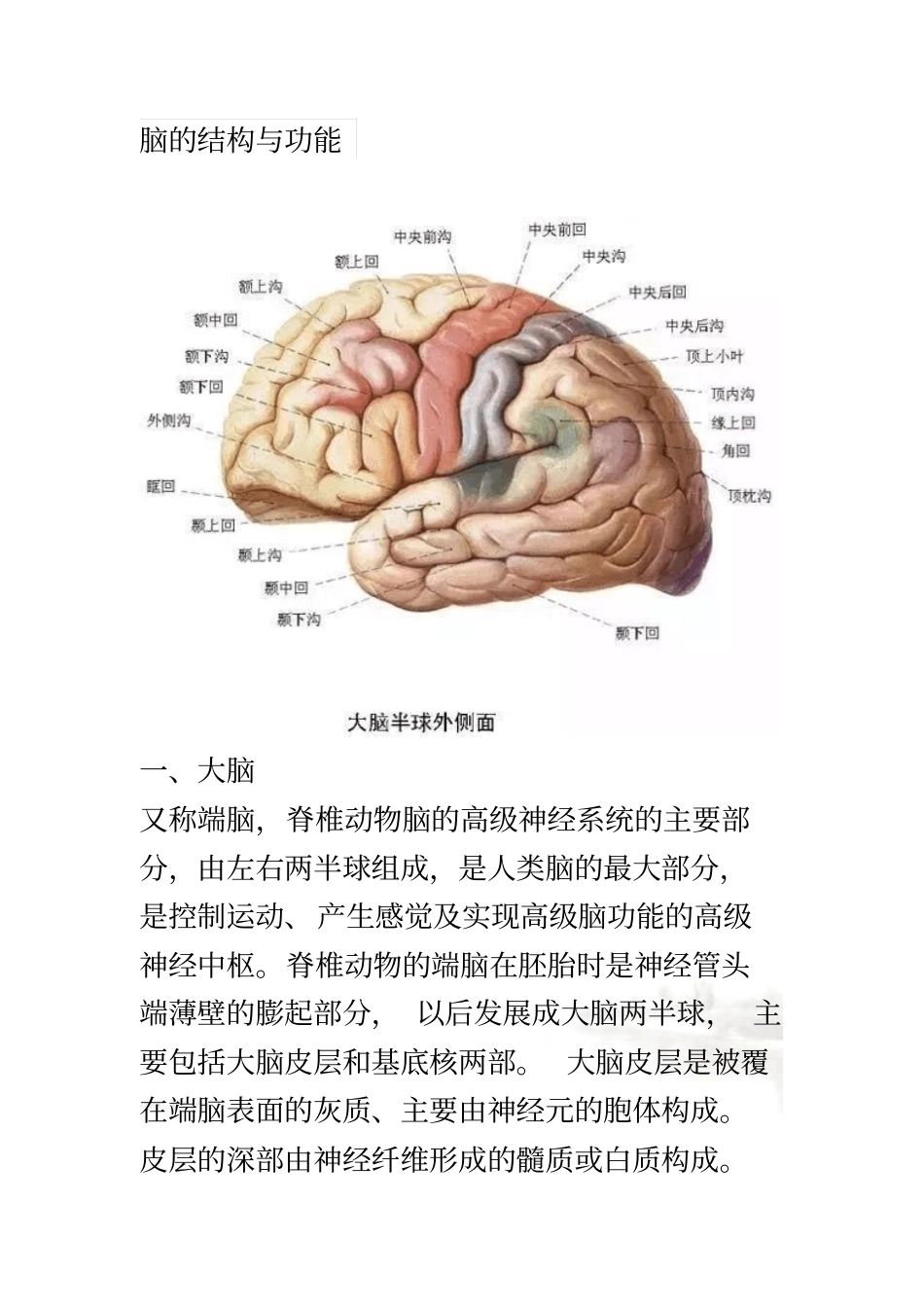 脑的结构与功能_第2页
