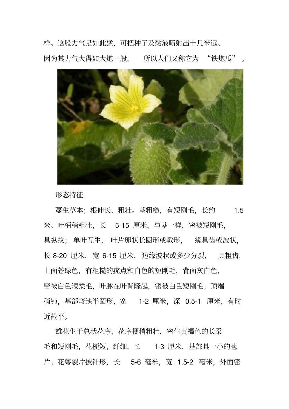 脾气最暴躁的植物果实喷瓜又称铁炮瓜_第2页