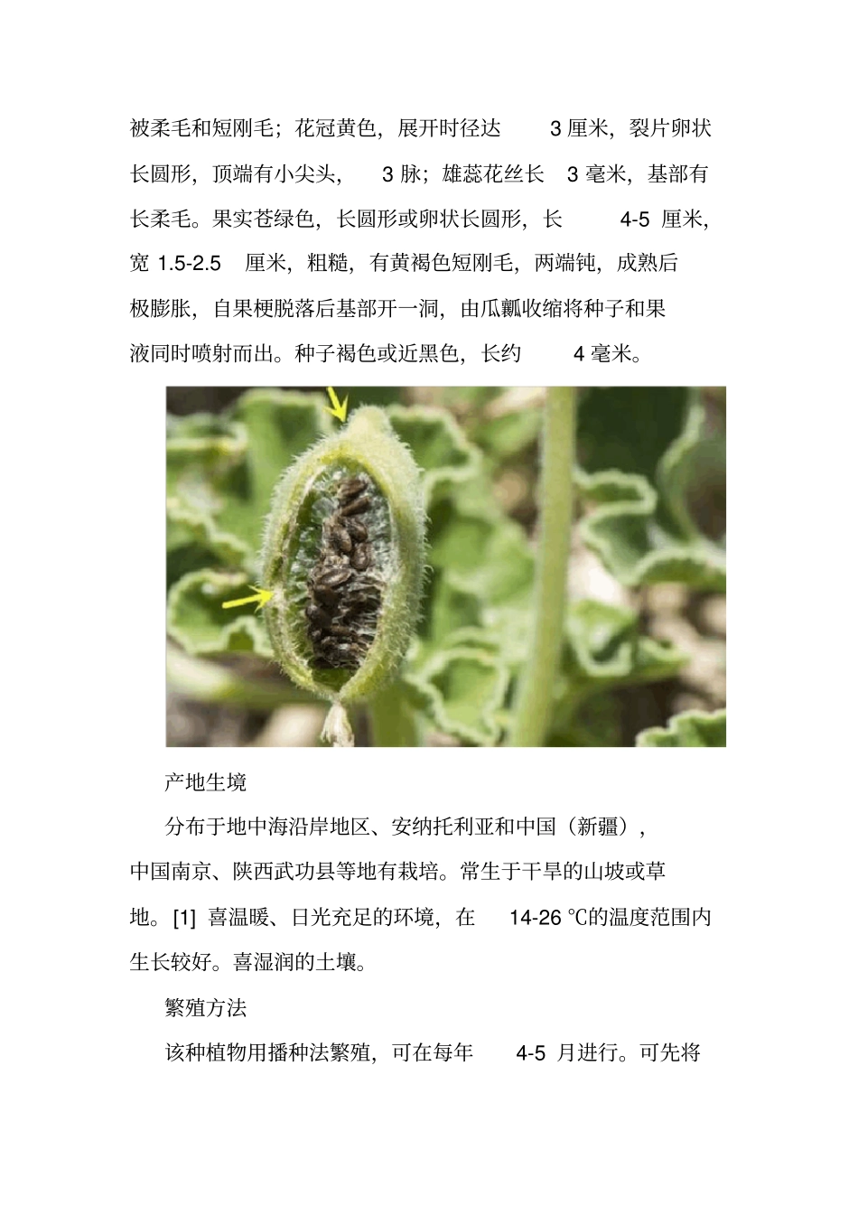 脾气最暴躁的植物果实喷瓜又称铁炮瓜_第3页
