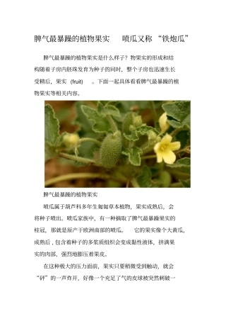 脾气最暴躁的植物果实喷瓜又称铁炮瓜