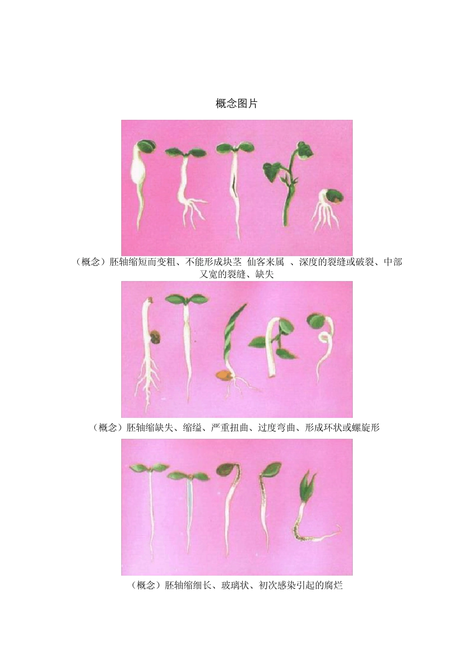 幼苗鉴定图谱_第2页