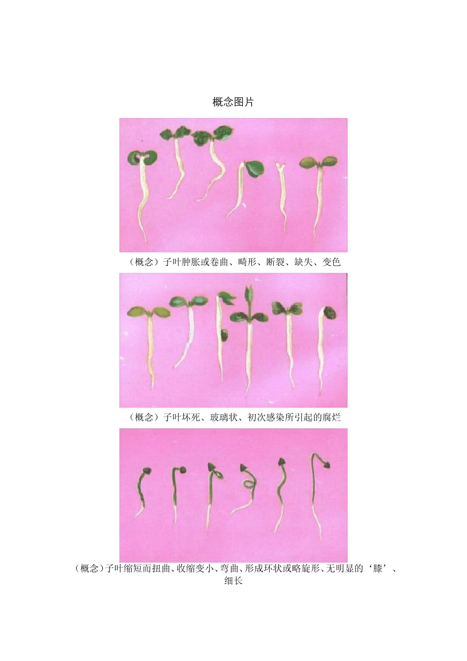 幼苗鉴定图谱_第3页