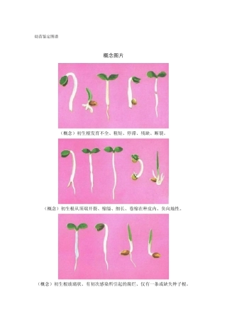 幼苗鉴定图谱