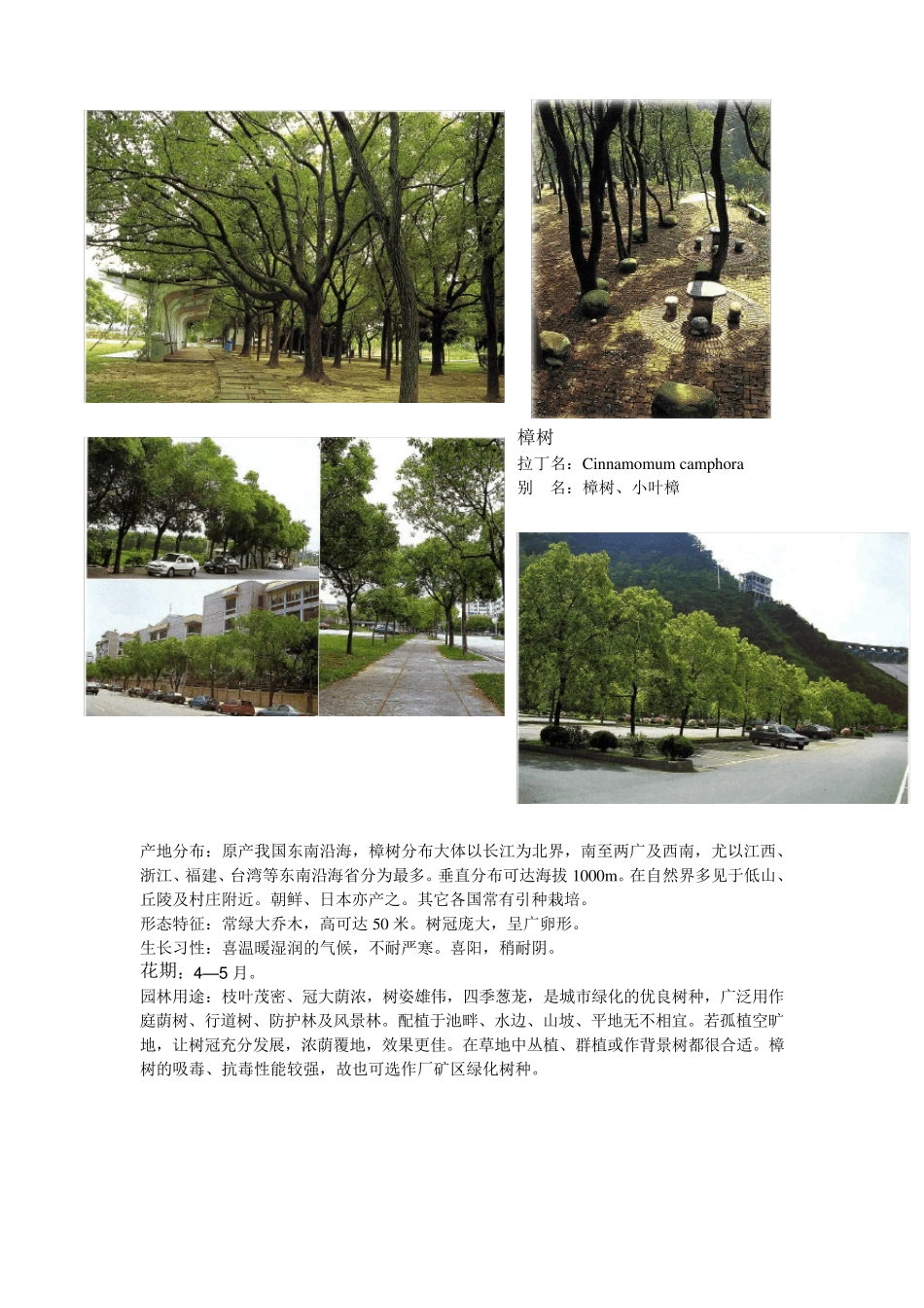 广东常用园林植物图片1_第2页