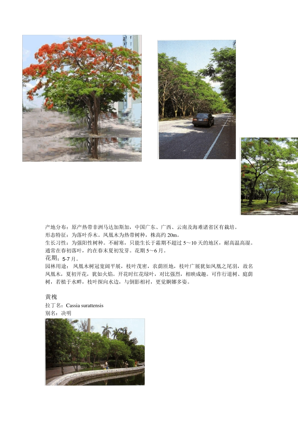 广东常用园林植物图片1_第3页