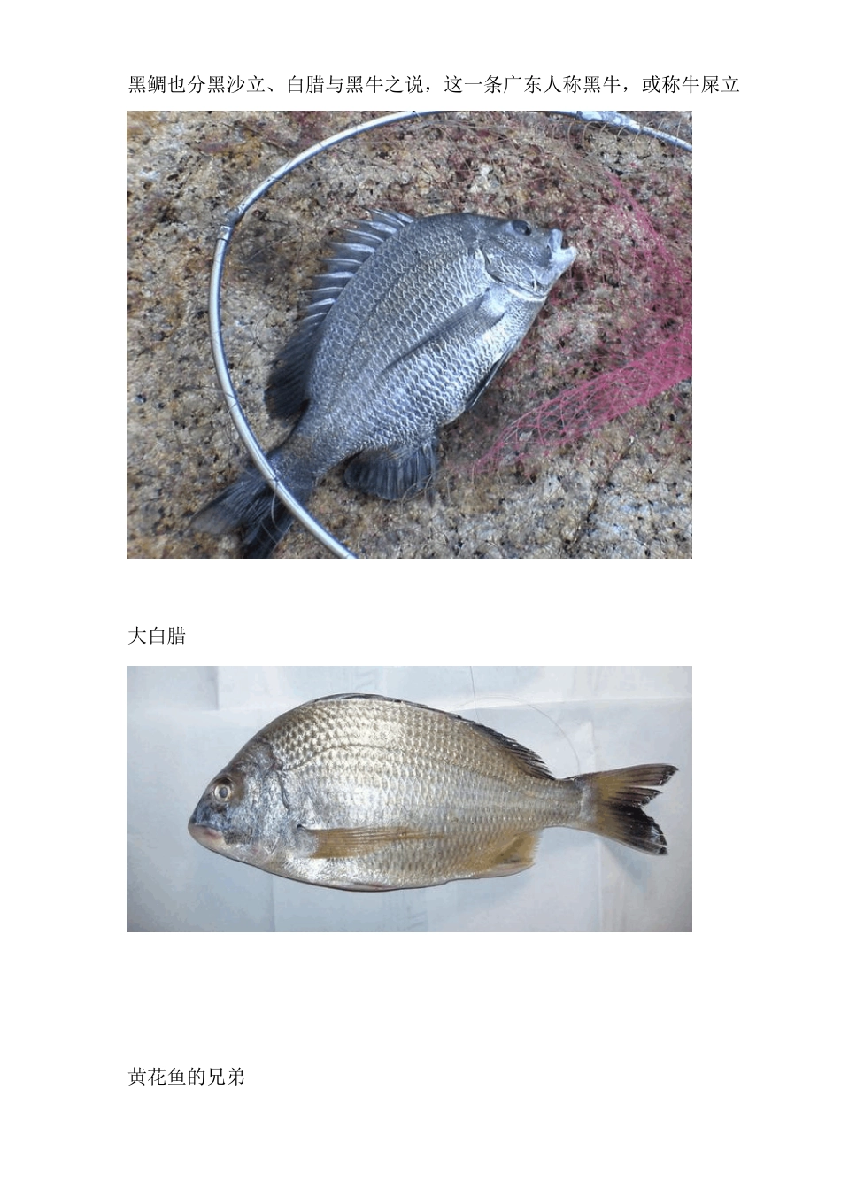 广东常见海鱼品种_第2页