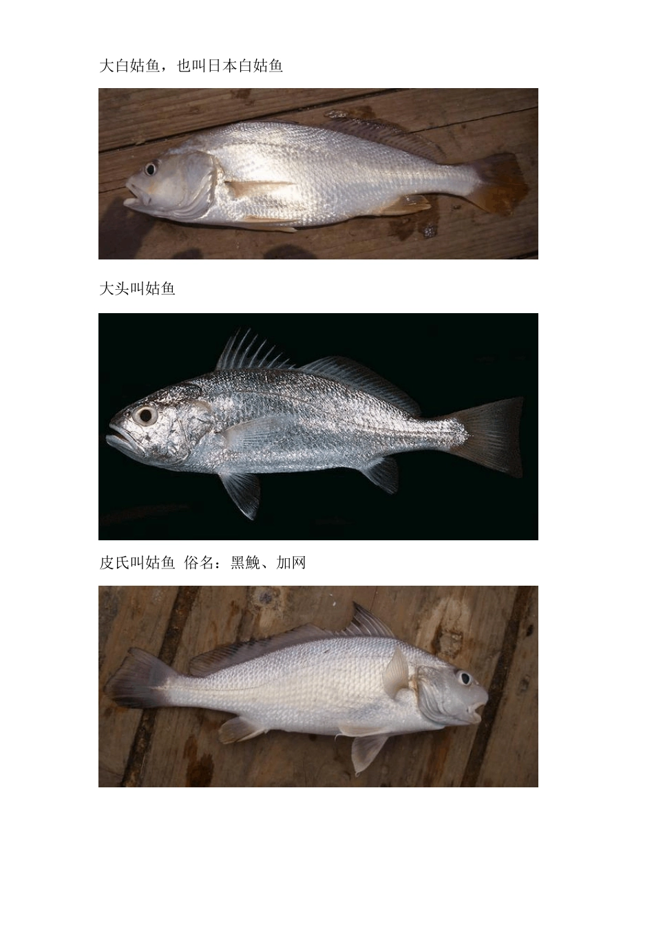 广东常见海鱼品种_第3页