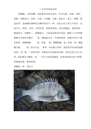 广东常见海鱼品种