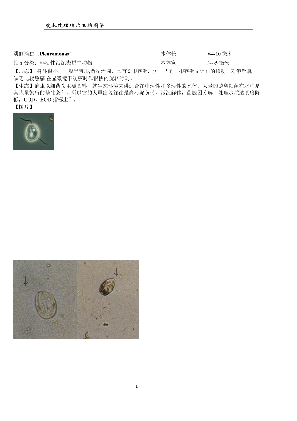 废水处理指示生物图谱_第1页