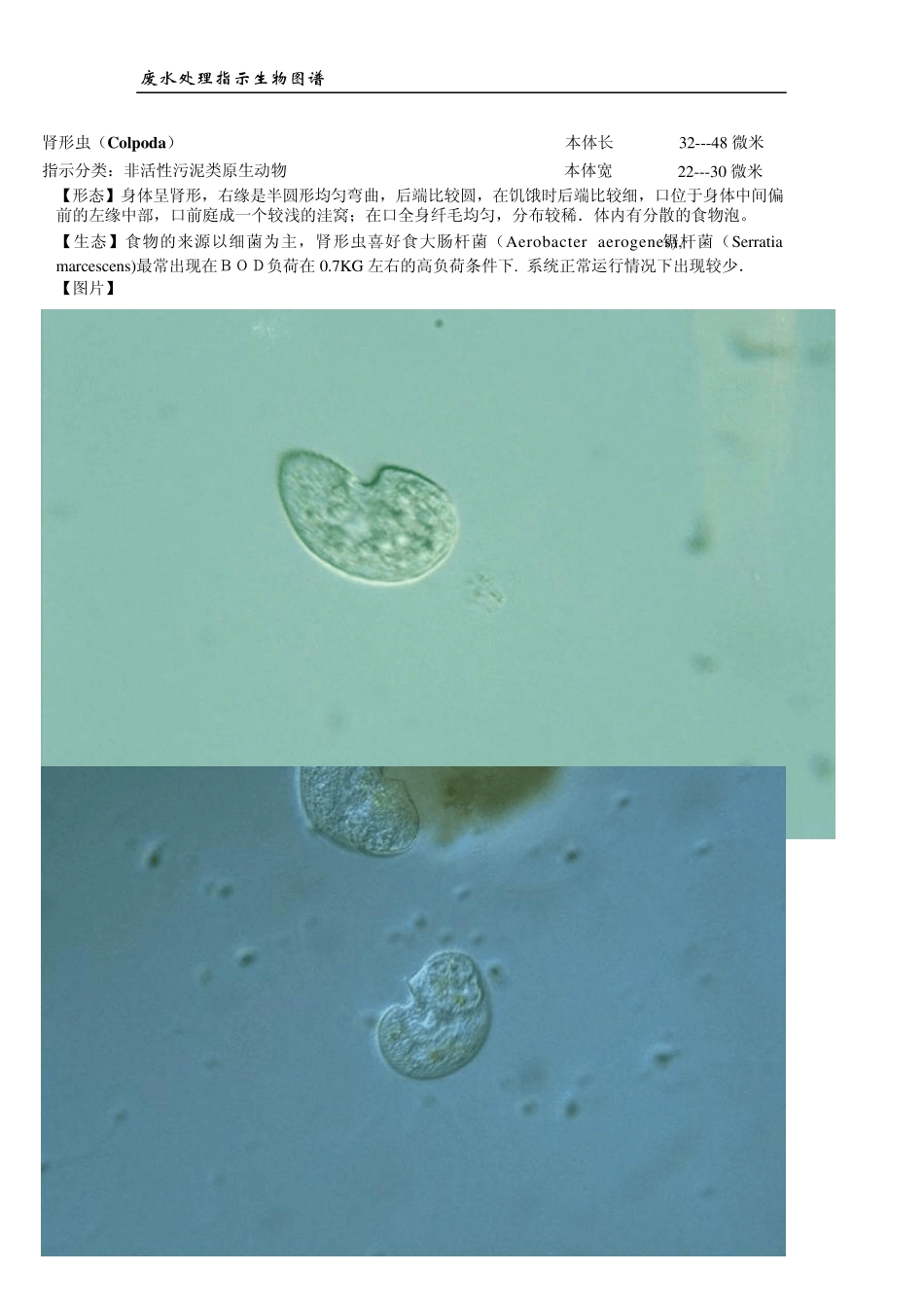 废水处理指示生物图谱_第3页