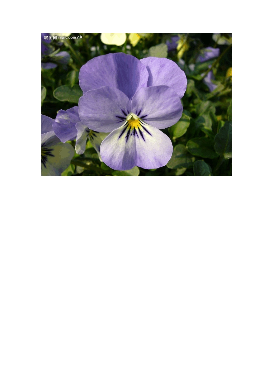 庭院常用草本花卉_第2页