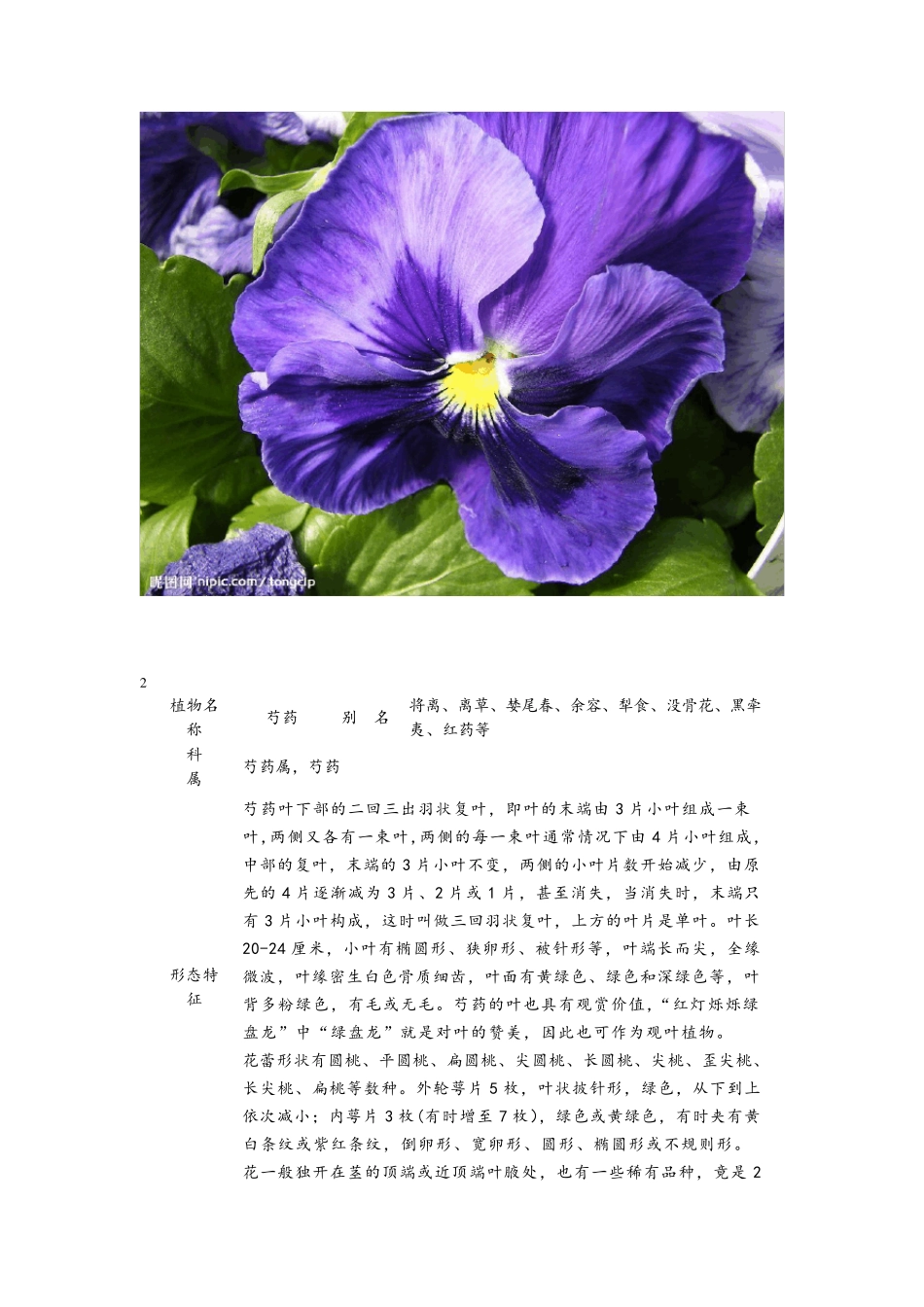庭院常用草本花卉_第3页