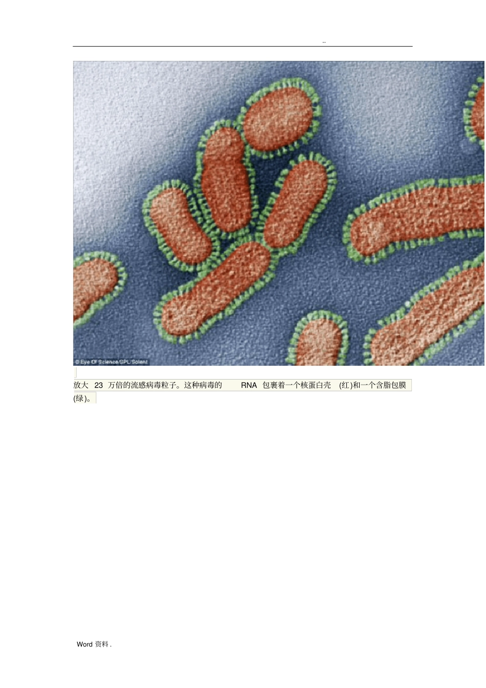 致命的美丽：显微镜下的细菌和病毒14P_第2页