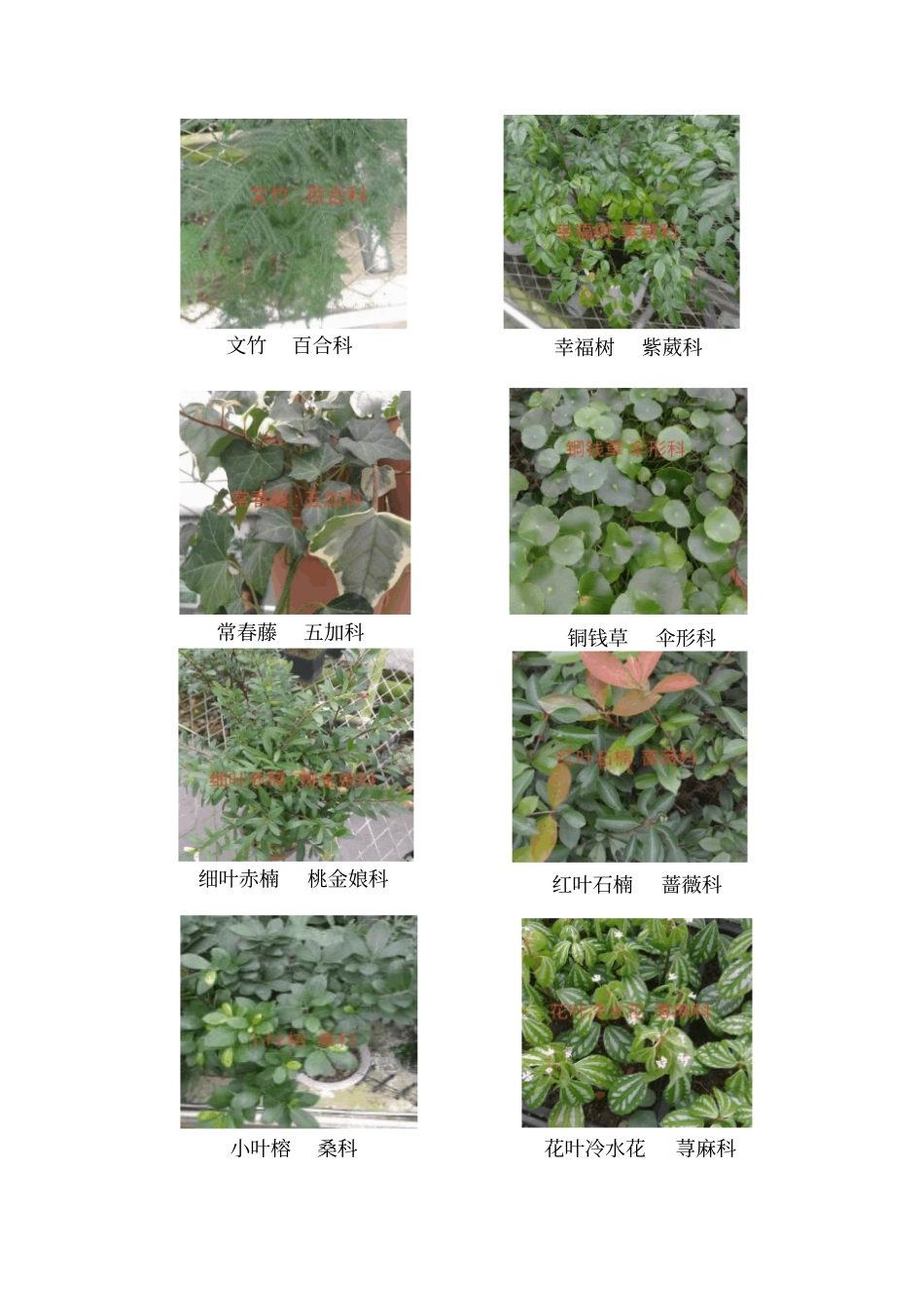 花卉植物识别汇总_第2页