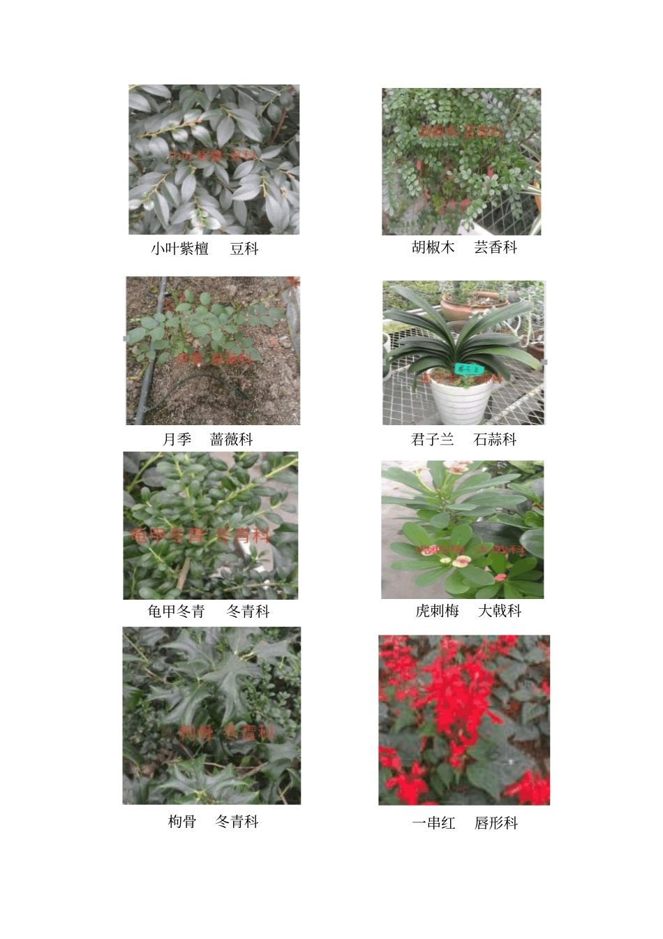花卉植物识别汇总_第3页