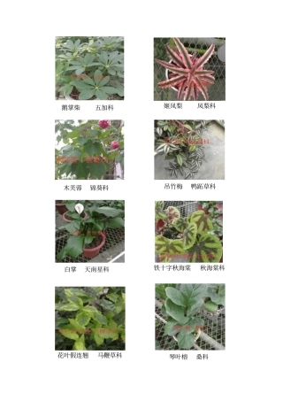 花卉植物识别汇总