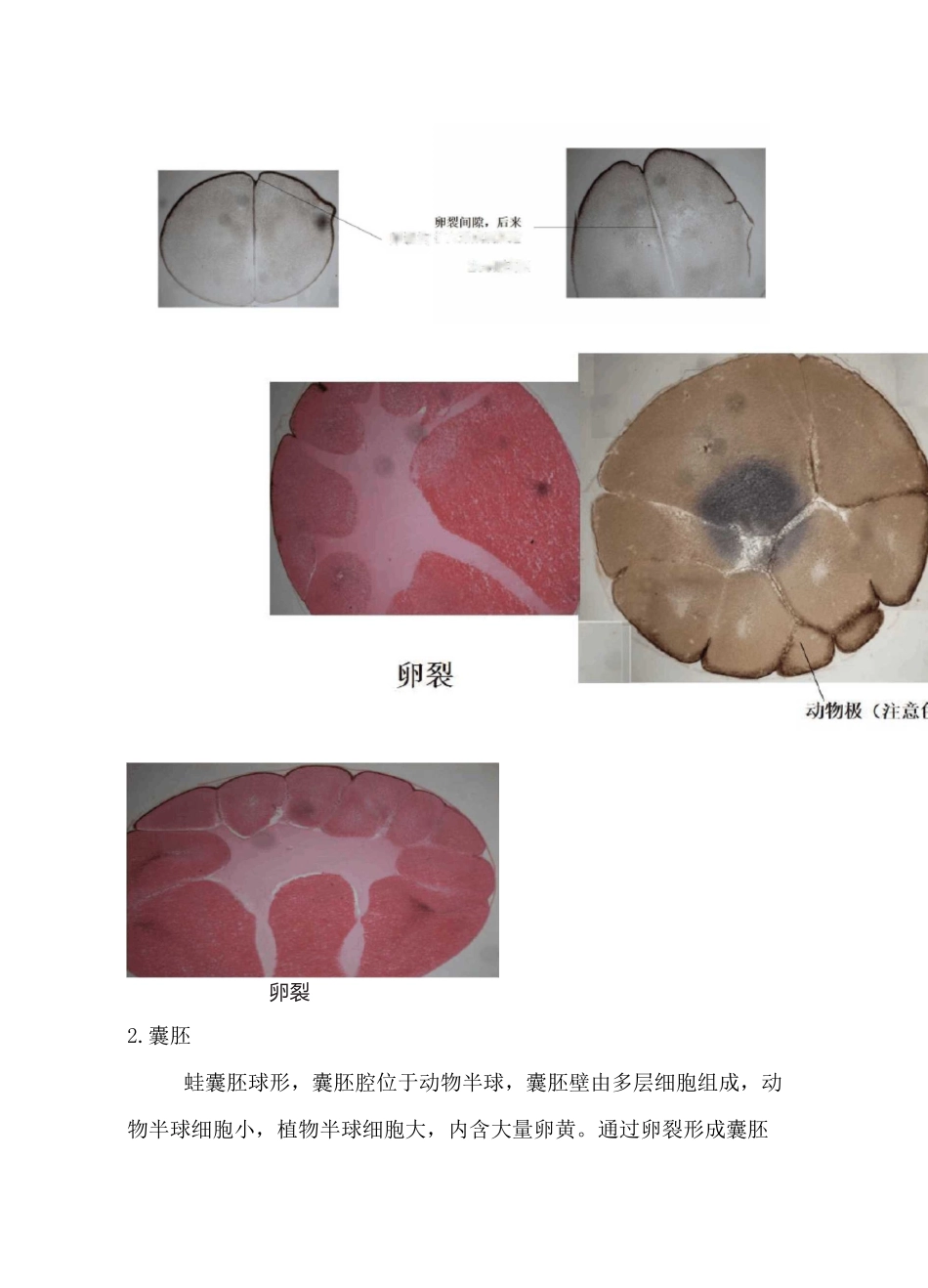 实验三、蛙早期胚胎的发育观察_第2页