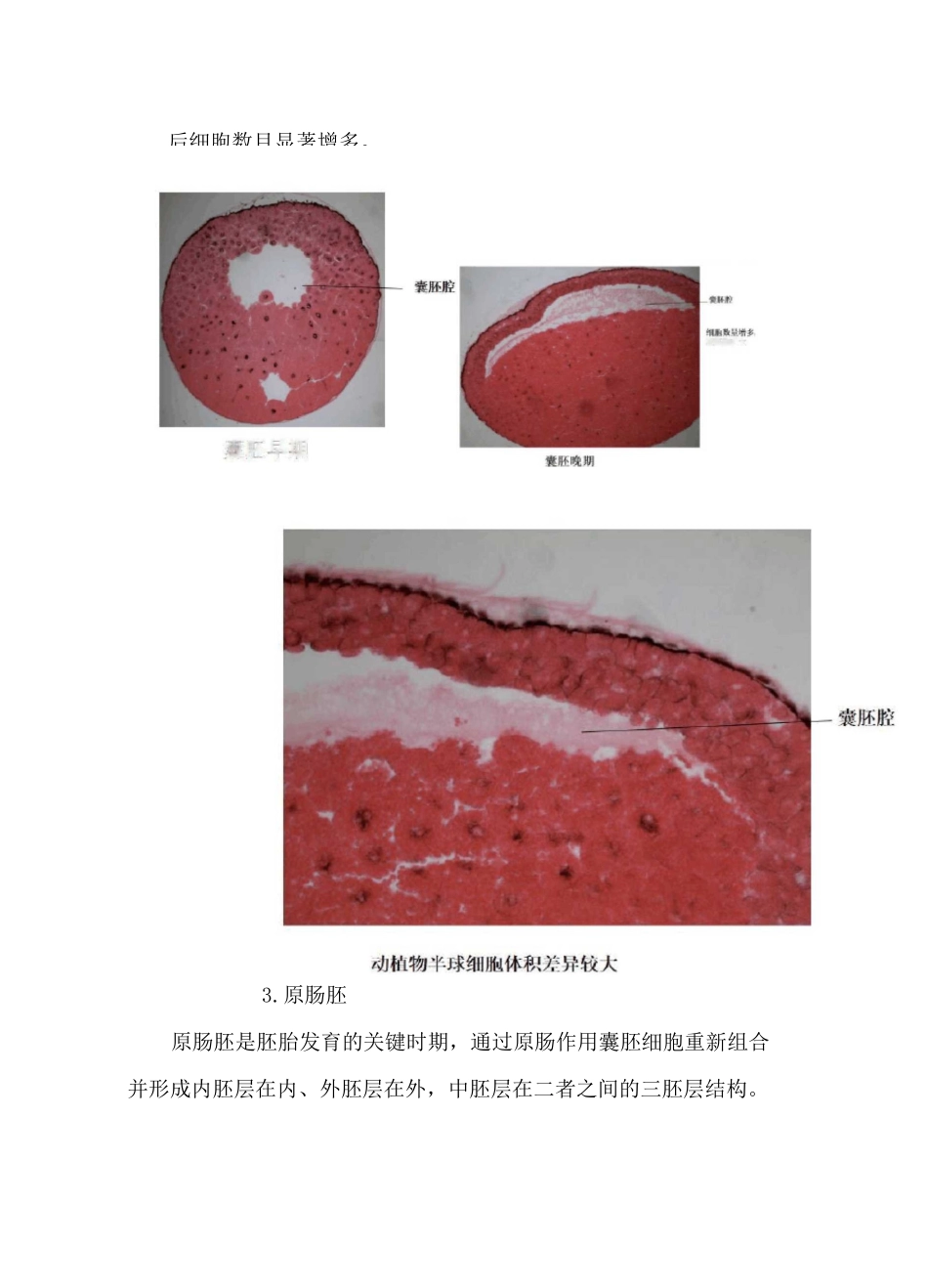 实验三、蛙早期胚胎的发育观察_第3页