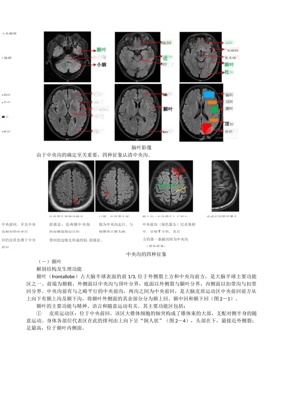 神经系统的解剖、生理及病损的定位诊断_第3页